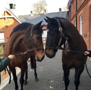 The Cheka left and Kingsgate Native right in the Rothschild Yard 1