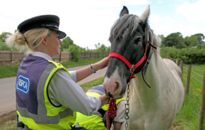 RSPCA Scrolling2