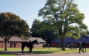Tattersalls Scrolling4