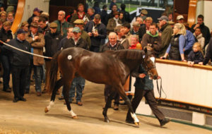 Tattersalls Scrolling6