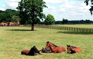 cheveley park stud tour foals laying in paddock