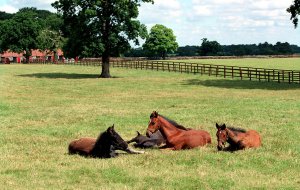 Cheveley Park Stud Tour Foals laying in paddock