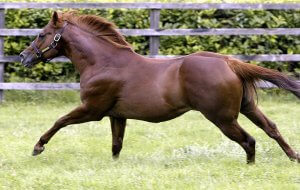 cheveley park stud tour stallion frolicking