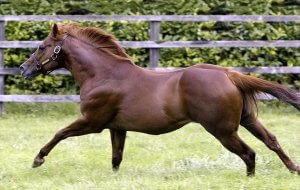Cheveley Park Stud Tour Stallion galloping in paddock