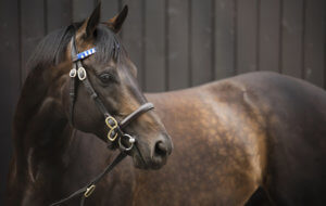 J.Gosden1