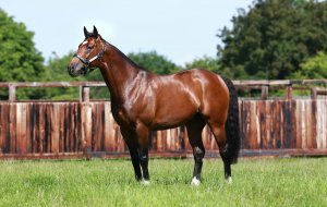 Frankel Scrolling