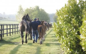 Shadwell stud tour mares and foals
