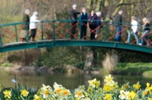 daffs 2 e1572000844558