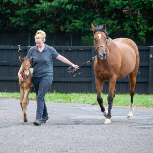 Discover Newmarket Gallops Stud 46 of 46