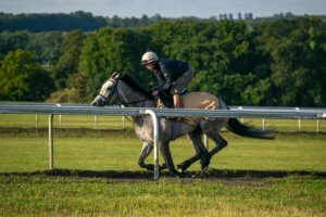 Discover Newmarket Gallops Stud 6 of 46