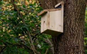 bird box
