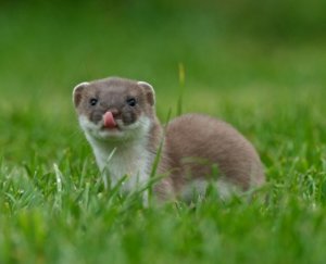 nowton wildlife trail