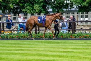 Newmarket July Course Summer 41 of 130