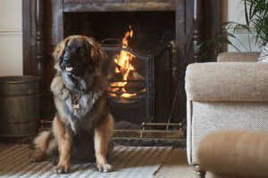 Dog Page