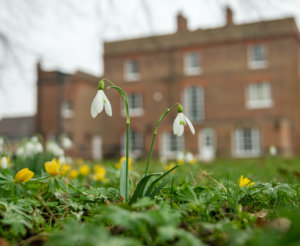 snowdrops