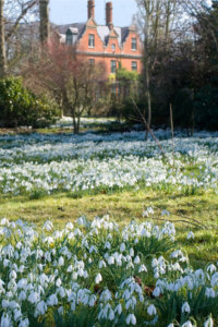 snowdrops and chip high res 2