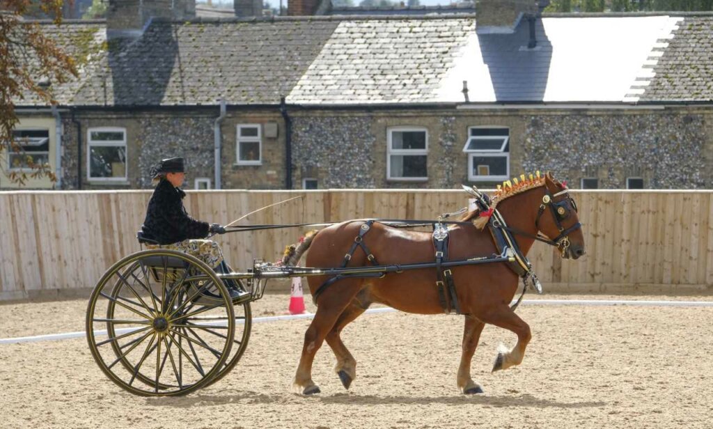 Suffolk Punch