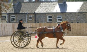 Suffolk Punch