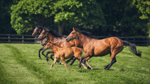 Horses running around in the National Stud grounds