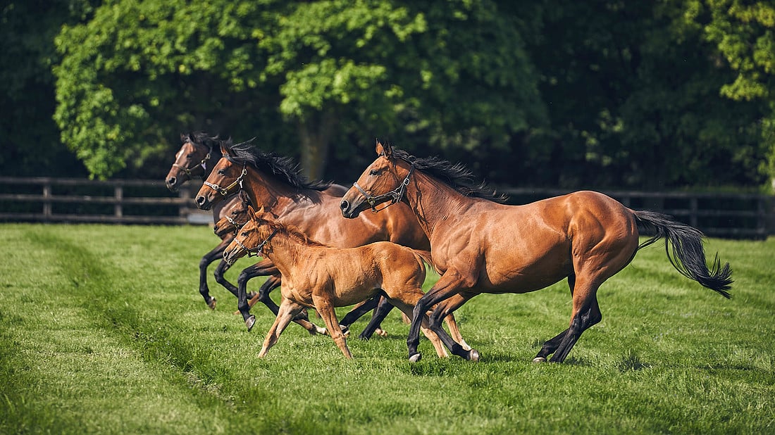 Newmarket Destination Heritage