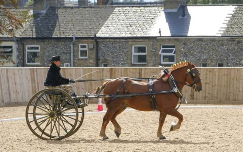 Suffolk Punch Horses
