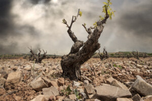 bodegas san valero vinIÔòáçúåa 0446