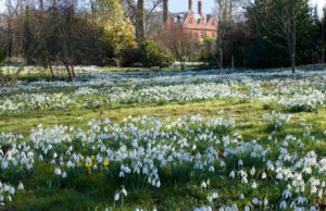snowdrops and chip high res 2