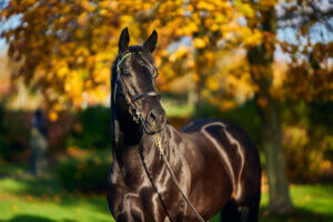 New stallion at the National Stud