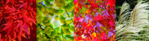 autumn fire copy