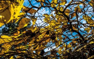 AG Autumn pic