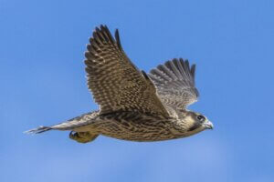 Peregrine Falcon 640 x 427px