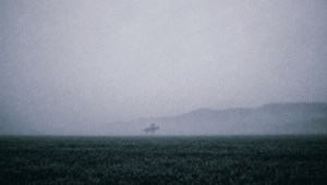 Gallops Morning Section Image
