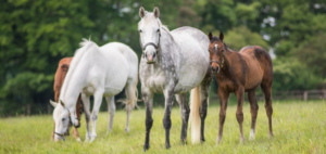 Lanwades Stud Tour