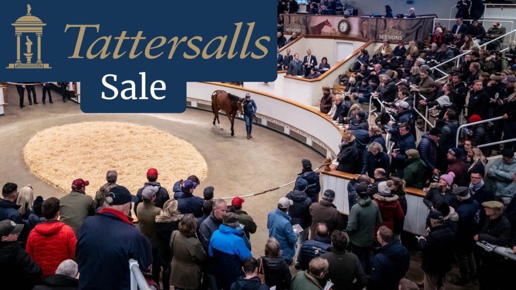 Tattersalls Sale Arena Whatson